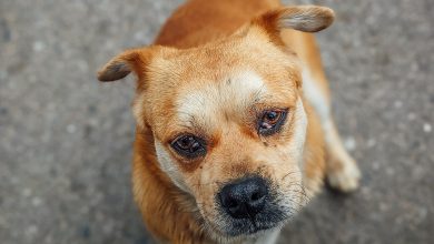 Dog resting its head and looking attentively at the camera