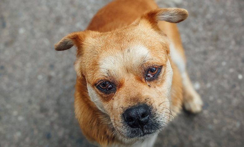 Dog resting its head and looking attentively at the camera