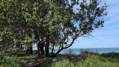 A coastal path above the sea