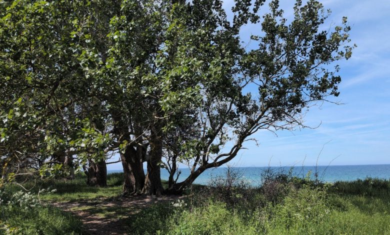 A coastal path above the sea